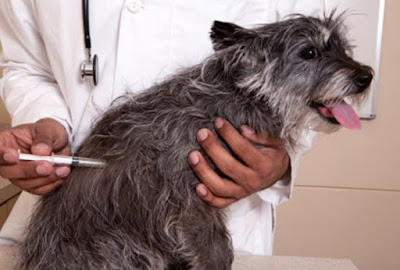 Scruffy-dog-being-vaccinated