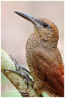 Northern Barred Woodcreeper (Dendrocolaptes sanctithomae)