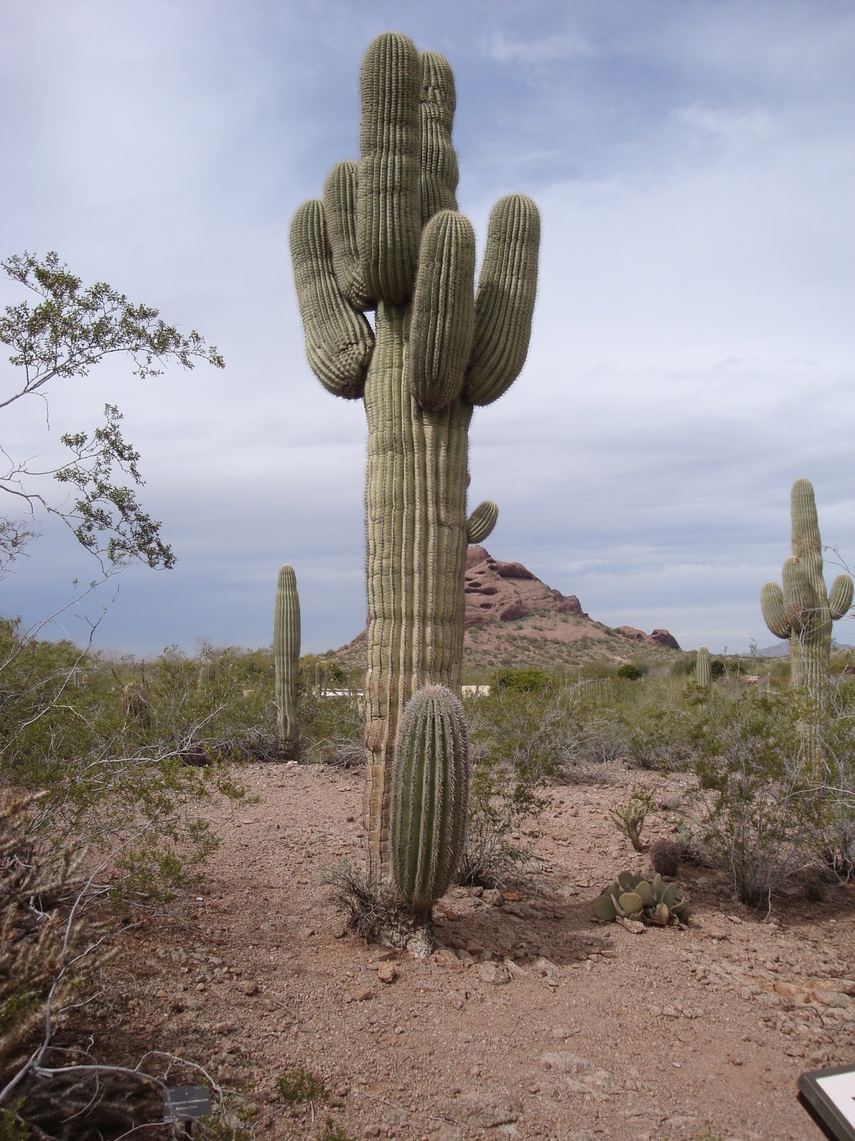 How Much Can A Saguaro Cactus Weigh Its mature height is 40 feet/12