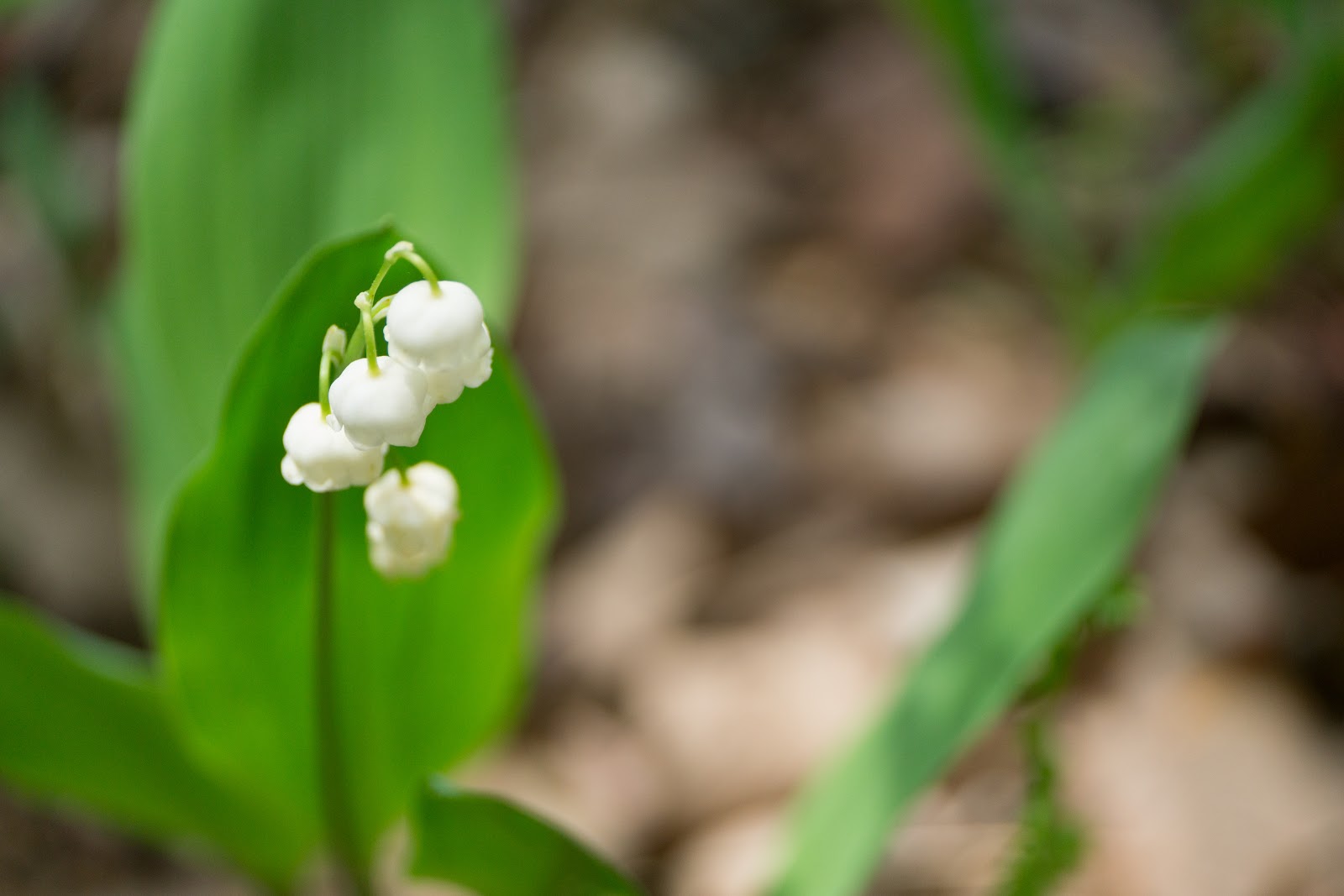 花の種類 - ダリア