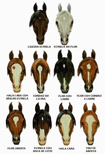 CAVALOS ~ Wikipampa