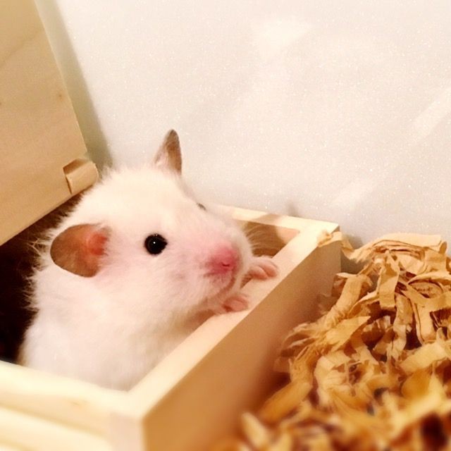 Cute Hamsters Latest Wallpapers and Images - HD Wallpapers