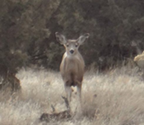 deer at smith rock bivouac campground