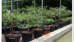 Media Tanam yang Bisa Dimanfaatkan untuk Berkebun