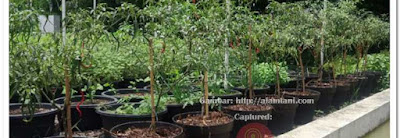 Media Tanam yang Bisa Dimanfaatkan untuk Berkebun