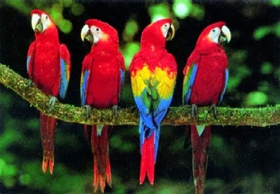 Indahnya Warna  Burung Kakak Tua  Merah  Gembala News