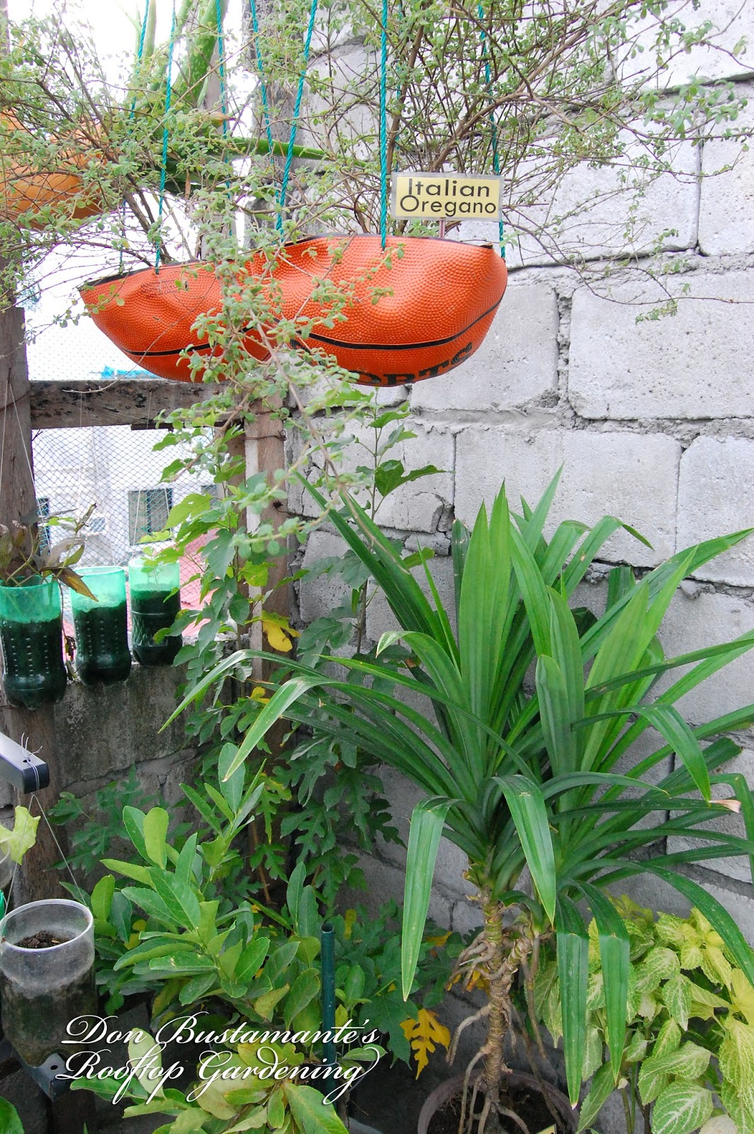 Don Bustamante's Rooftop Garden: Mga Benepisyo Sa Pagkakaroon ng