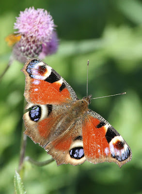 Neitoperhonen, Nymphalis io, European Peacock