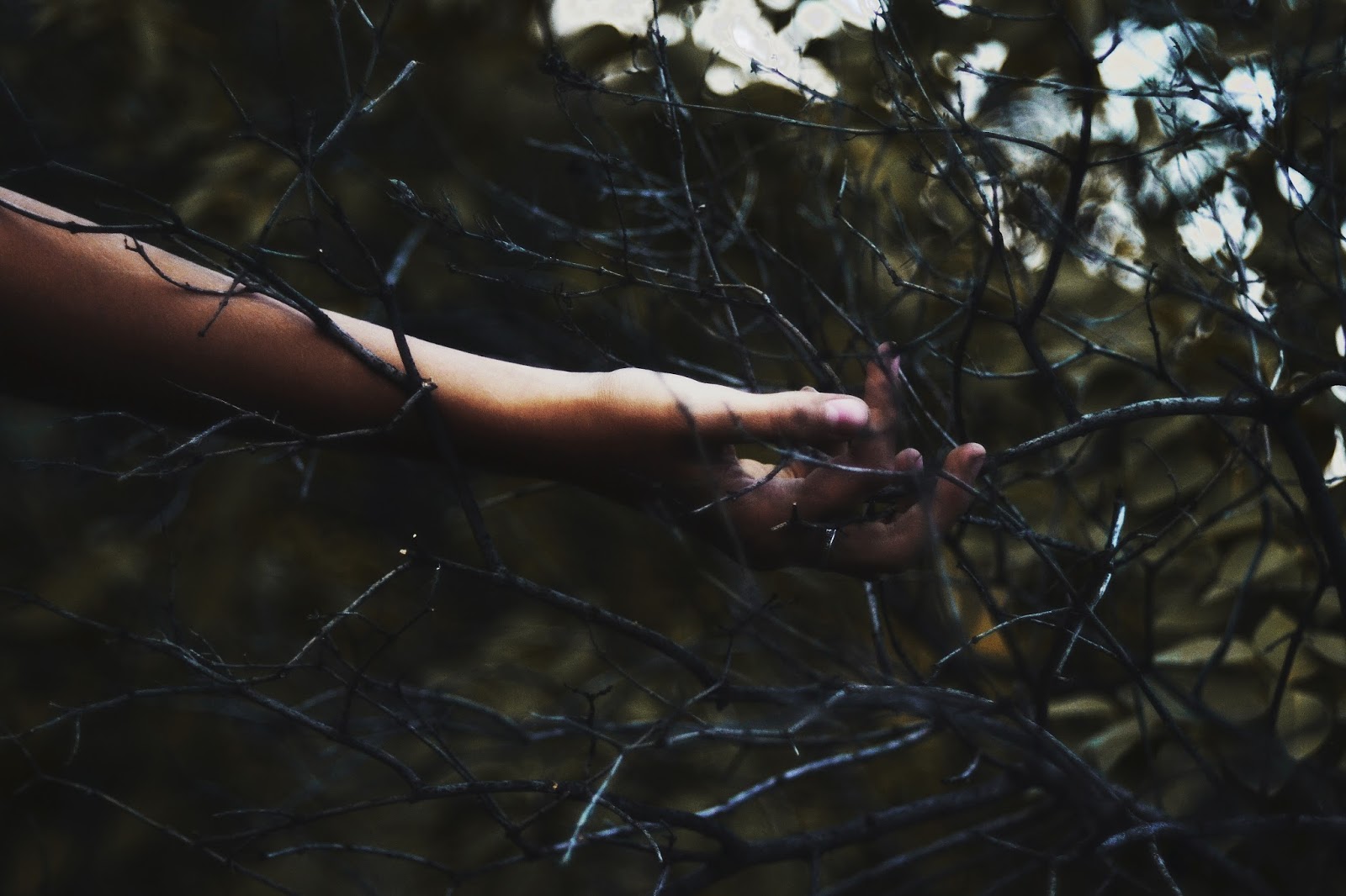 терновый венец иисуса христа. страсти христовы терновый венок. я рвал отчаянной рукой терновник спутанный. мцыри напрасно в бешенстве порой. корона терновый венец.