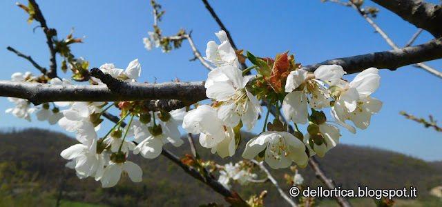 ciliegio prunus avium kanzan amanogawa accolade pissardii rose lavanda tarassaco erbe officinali sali aromatici confetture ed altro alla fattoria didattica dell'ortica a Savigno Valsamoggia Bologna in Appennino vicino Zocca