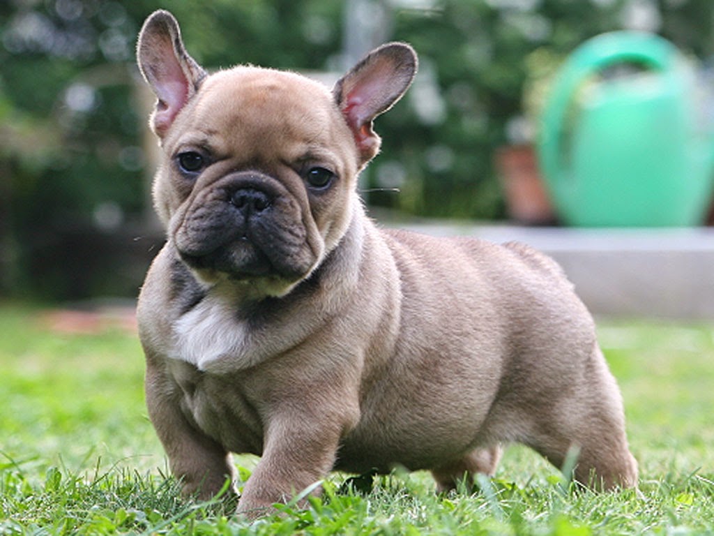 Rules of the Jungle: French bulldog puppies