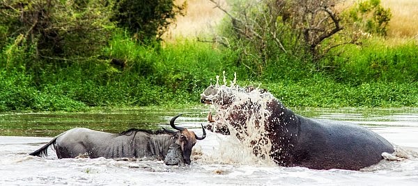 To everyone's shock hippo arrives to attack the wildebeest instead of crocodile helping crocodile take down the female wildebeest via geniushowto.blogspot.com wildlife photos
