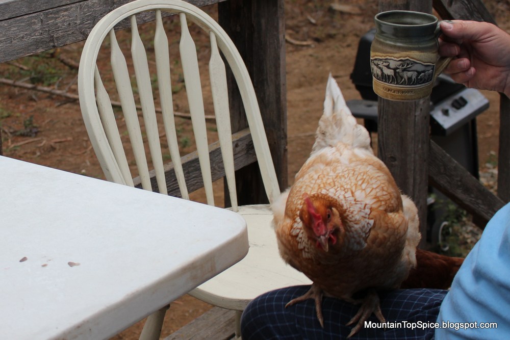 Do Chickens Drink Coffee? Mountain Top Spice
