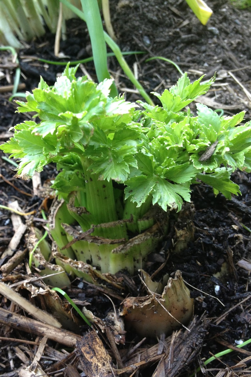 Grow Vegetables How to regrow celery from the base Basil and Chaise
