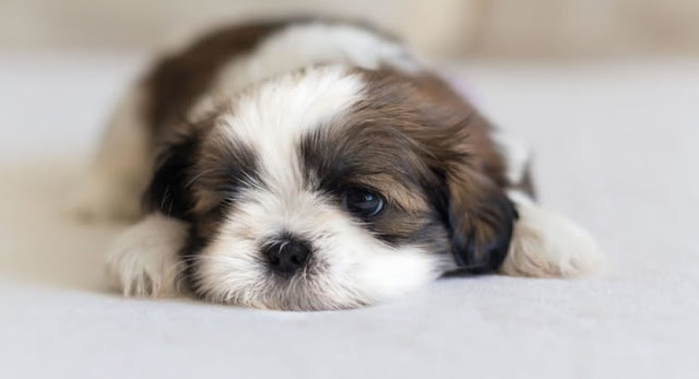Os cãezinhos da raça ShiTzu entendem tudo o que dizemos, de acordo com cientistas!