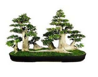 Banyak tumbuhan yang dapat dijadikan sebagai pohon bonsai diantaranya adalah Asam Pohon Serut Untuk Tanaman Bonsai