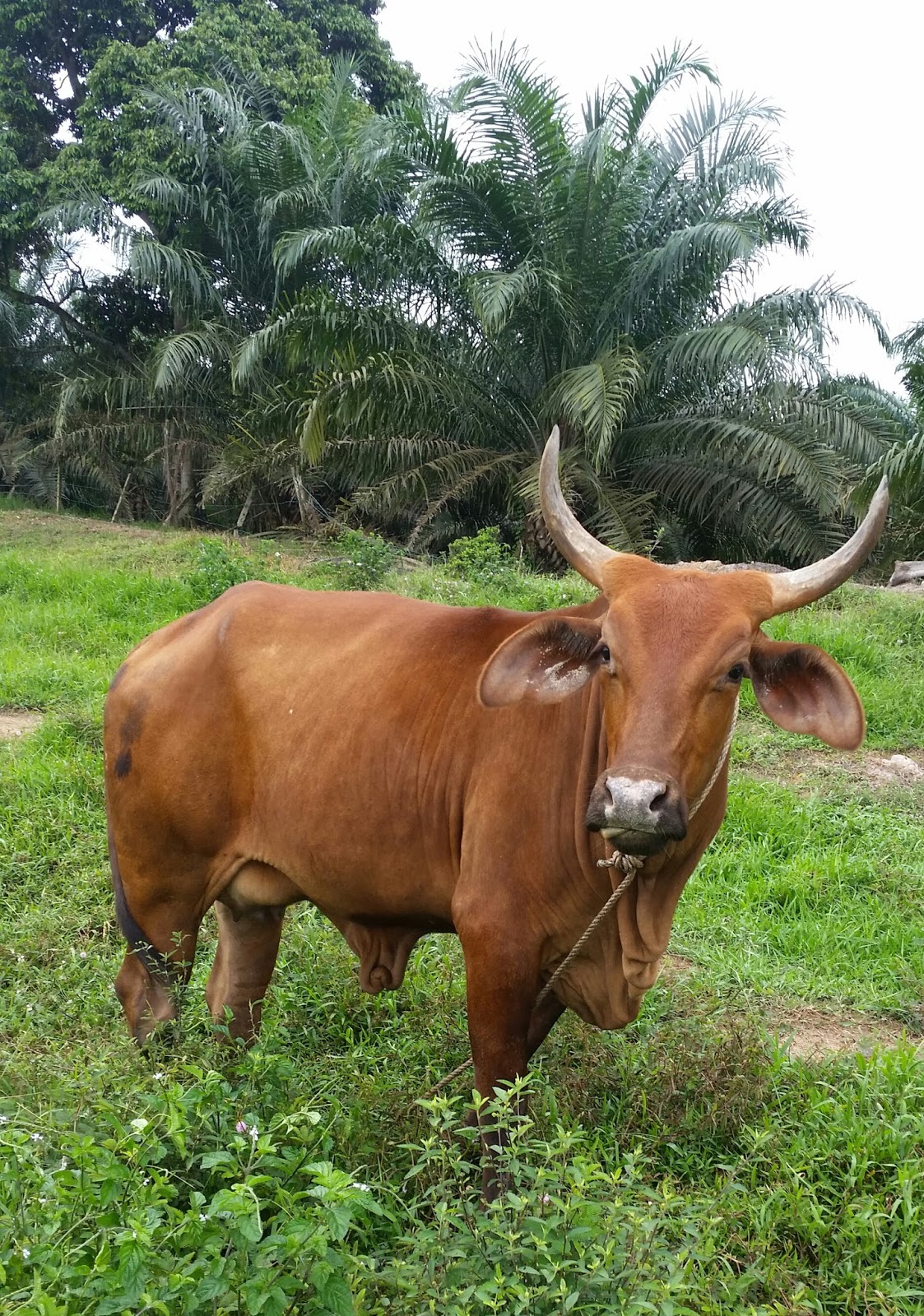 Warisan Petani Ternakan Lembu  11 