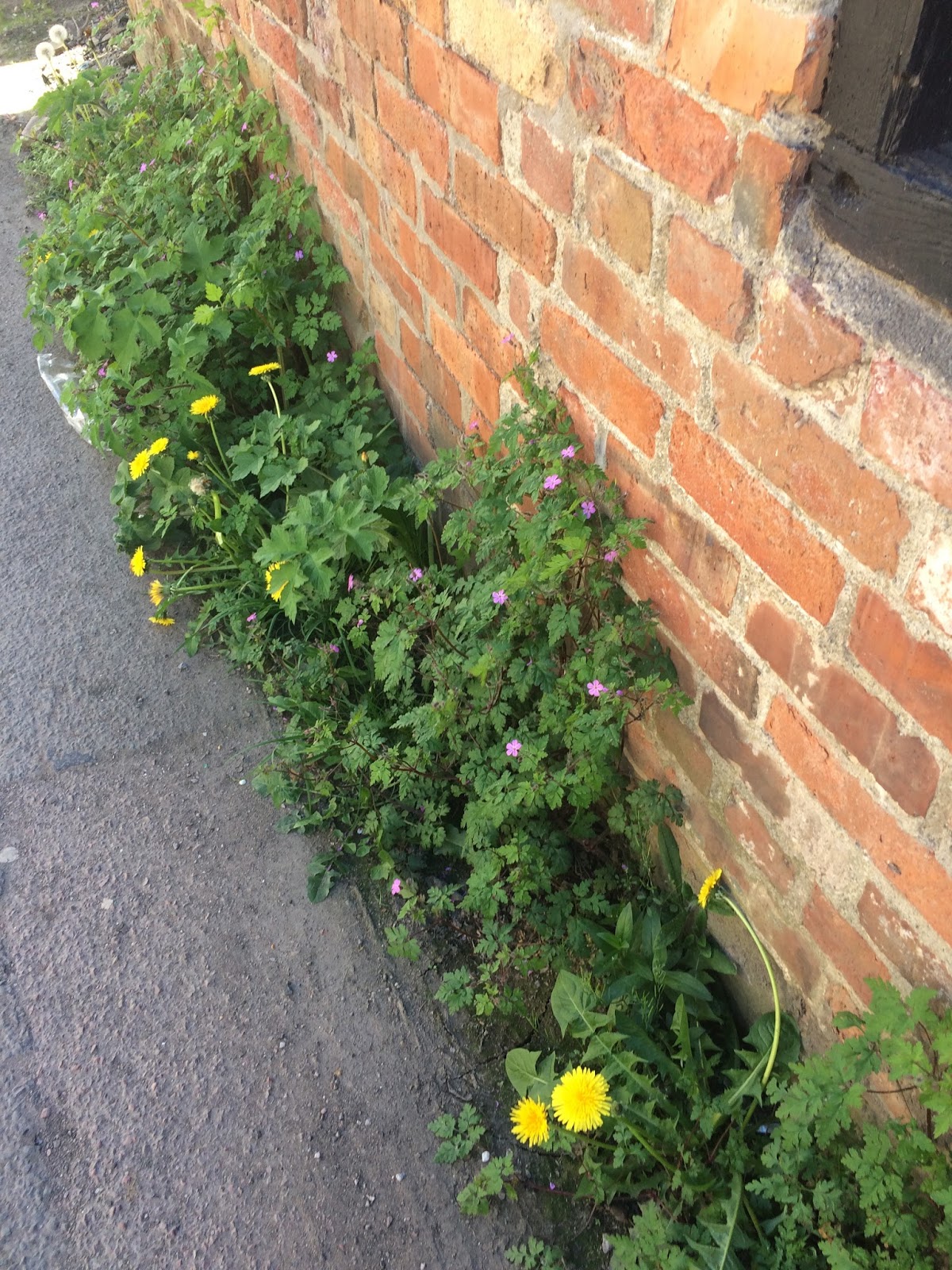 Life Between The Flowers Kerria Japonica Pleniflora Yellow