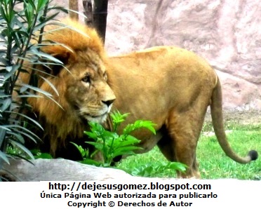 León Foto: León observando fijamente (Parque de las Leyendas) por Jesus Gómez