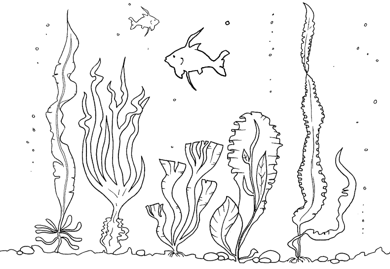 Imagenes del ecosistema acuatico para dibujar - Imagui