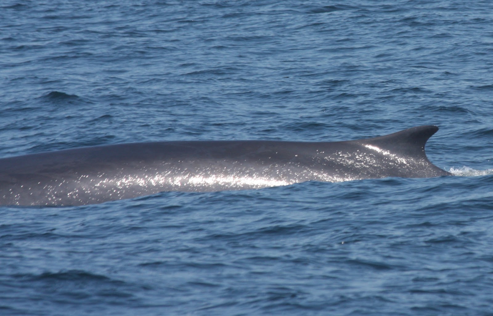 Blue Ocean Society's Whale Sightings June 20 Granite State