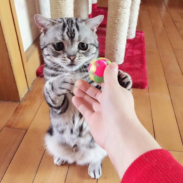 Luhu... o gato mais triste e fofo do Instagram