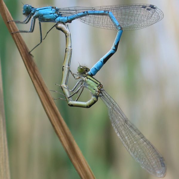 Insect Observation Group of YBA Sri Lanka Dragonflise of Sri Lanka