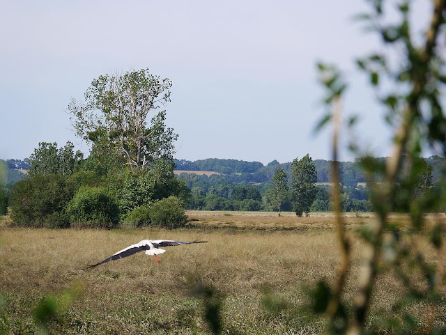 Envol de cigogne Marais de Murin