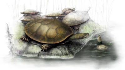 tortugas prehistoricas