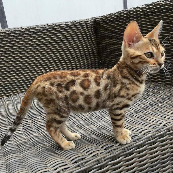 котенок с окрасом тигра