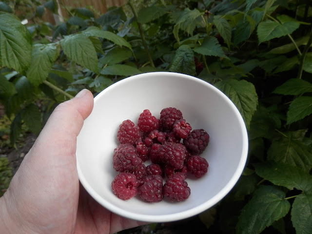 My homegrown harvest, July 2018. From UK garden blogger secondhandsusie.blogspot.com #homegrown #harvest #suburbanpermaculture #gardenharvest 