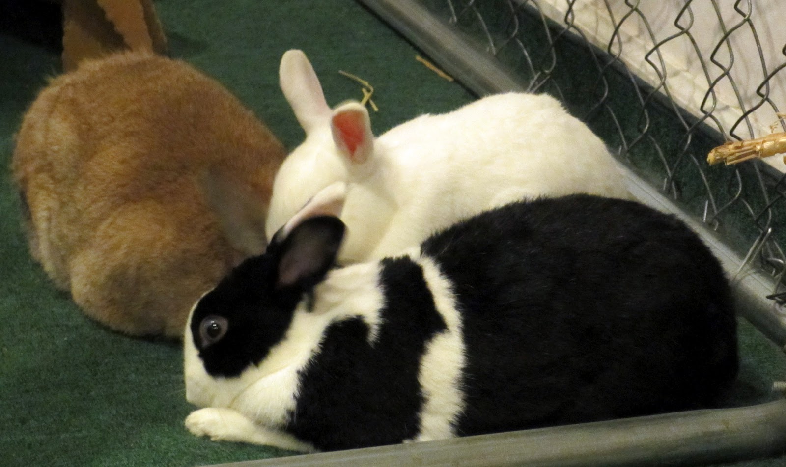 Rabbit Ramblings: Snuggle bunnies!