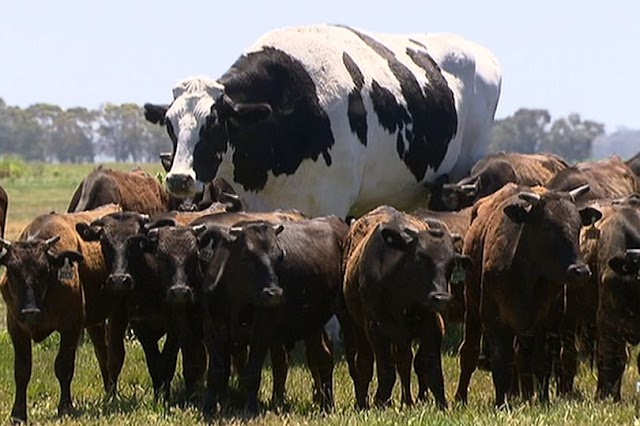 World's Biggest Cow Escapes Slaughter Because It's Too Big To Fit In Abattoir (Pics)