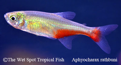 Kelompok ikan Tetra merupakan ikan dari famili Characidae Jenis Ikan Tetra ( Neon Tetra-Cardinal Tetra ) 