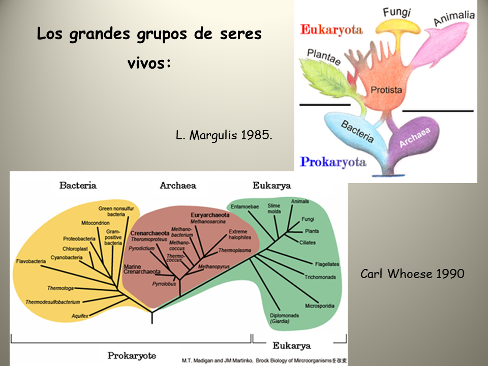 Biología Y Geología 1ºbto Tema 11 Principales Grupos De Seres Vivos