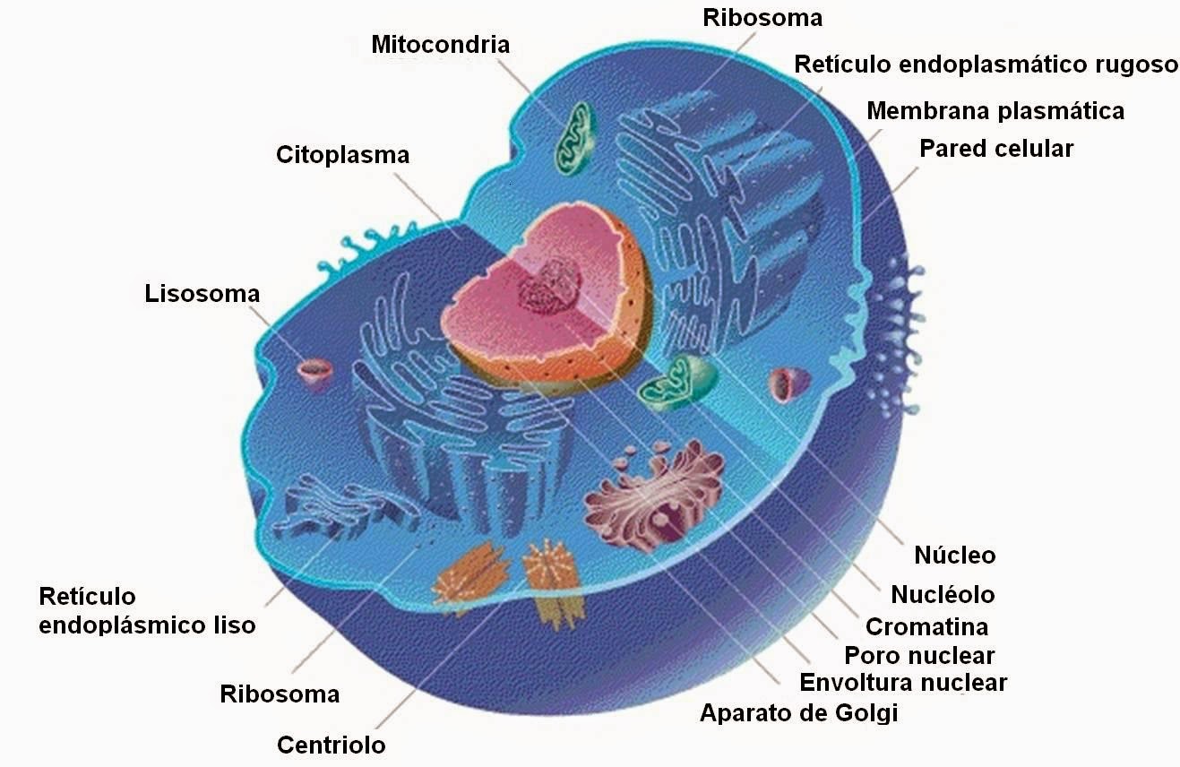 O Que é Uma Célula Eucariótica