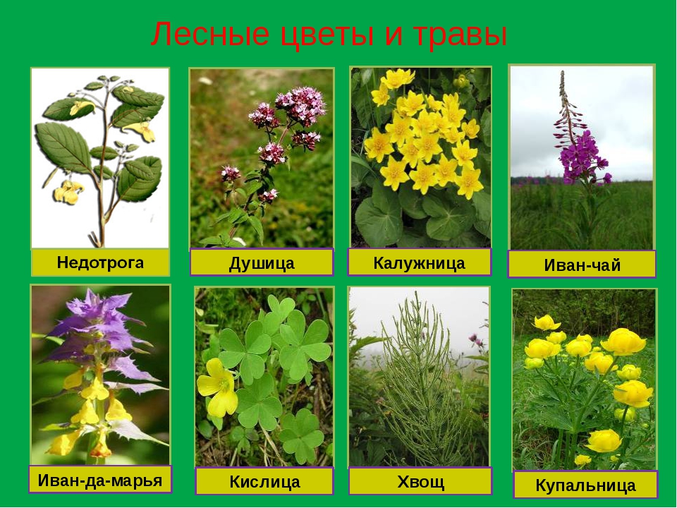 Важные растения в россии. Травы названия. Лесные растения названия. Травянистые растения леса. Лесные травы названия.