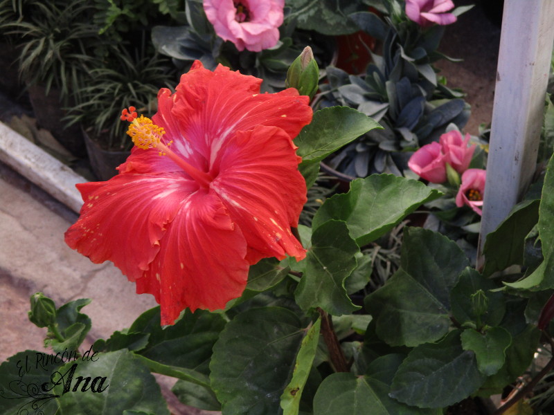 feria de la candelaria 2017