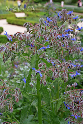 Real Jardín Botánico - Madrid Real Jardín Botánico - Madrid