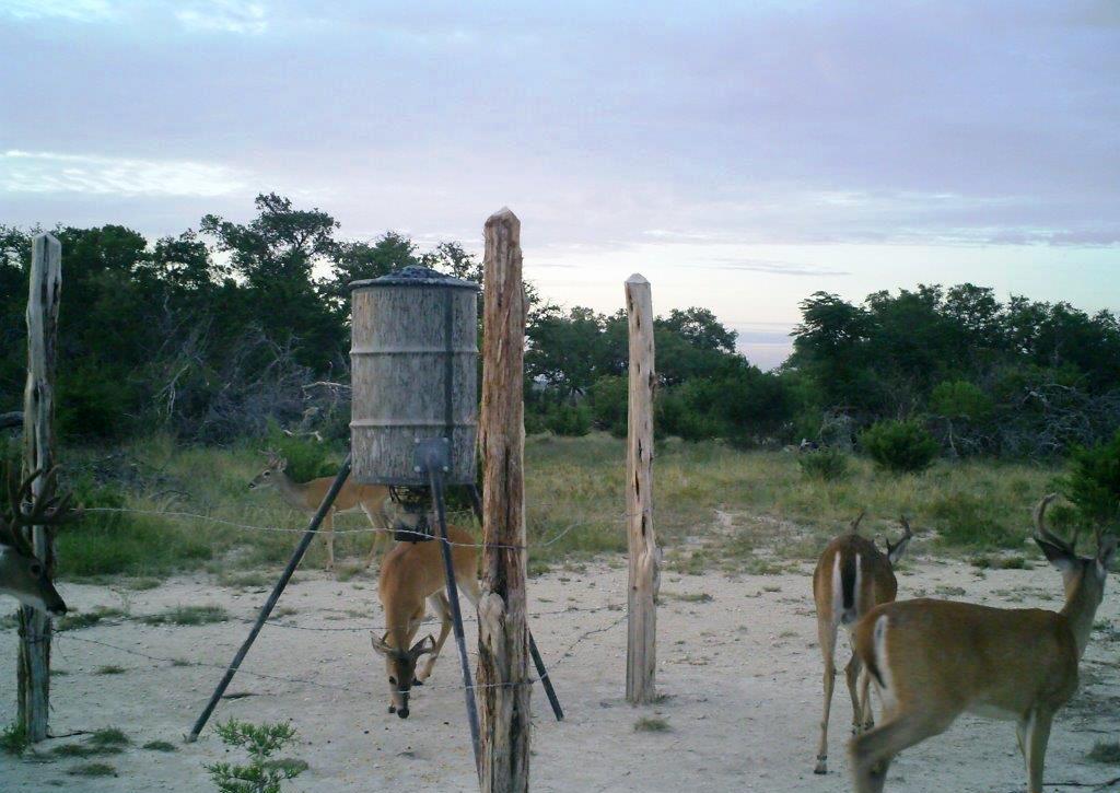 Wild Ed's Texas Outdoors Visitors to the Wildlife Feeders