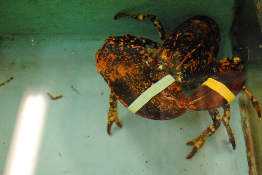 calico lobster calico lobster