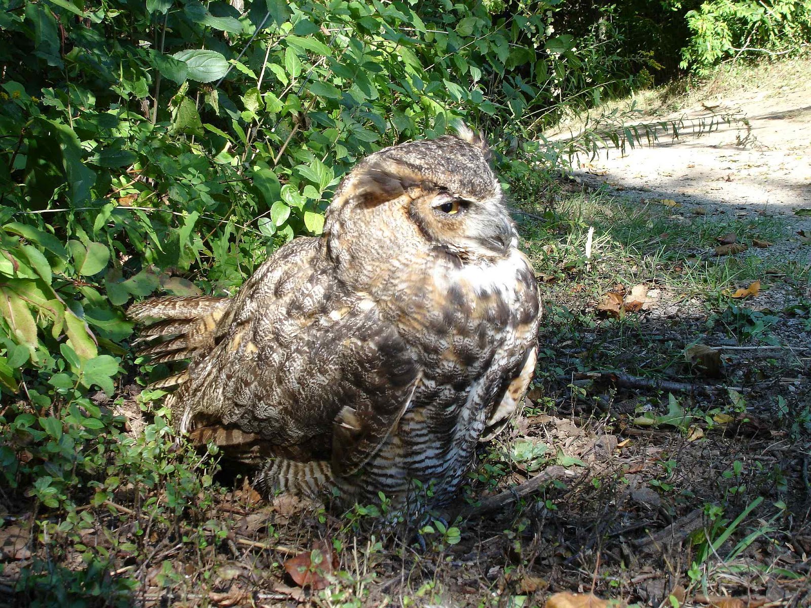 Hamilton Conservation The Owl that keeps hooting