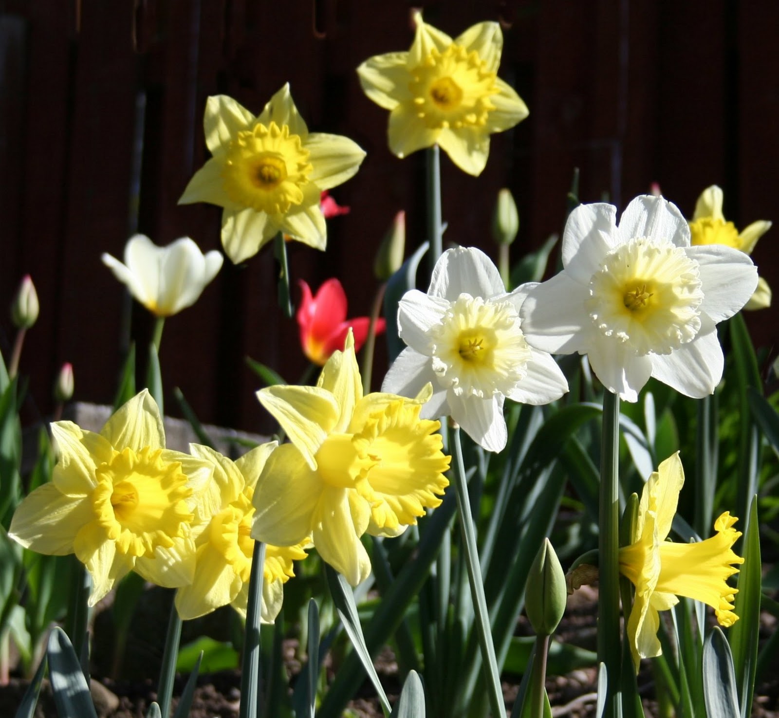 Scottish Artist and his Garden Autumb bulb planting