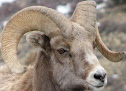 karakteristik dari domba dorset beserta ciri-cirinya domba yang termasuk tipe pedaging
