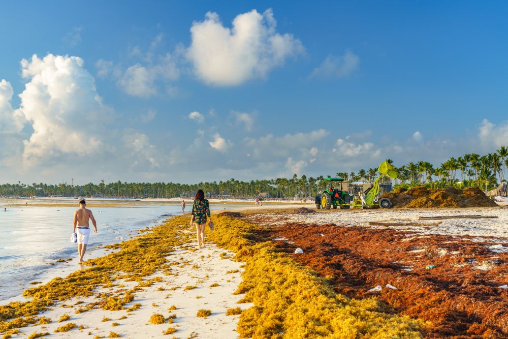 sargassum on beach