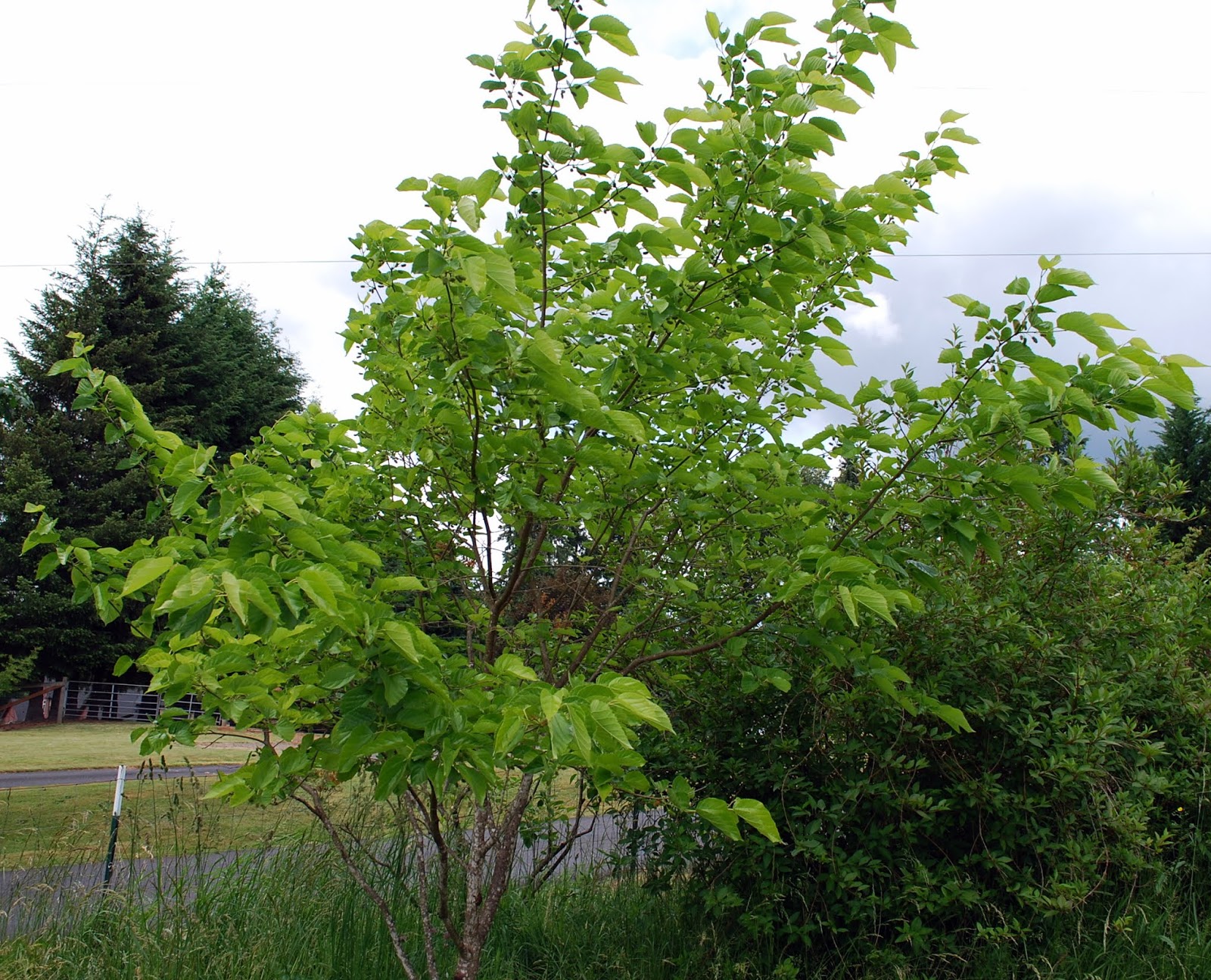 Daniel's Pacific NW Garden Illinois Everbearing Mulberry Tree Update