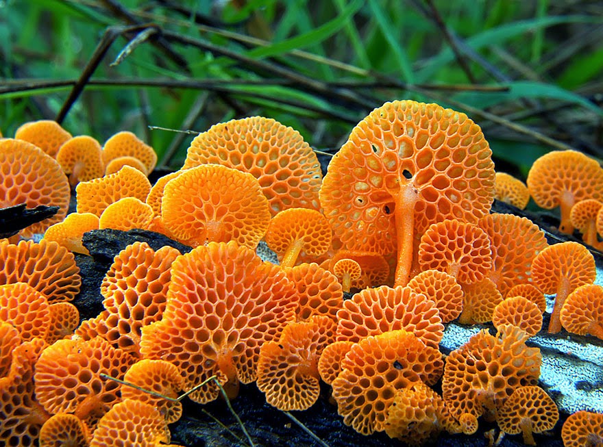 %2314%2BFavolaschia%2BCalocera.jpg