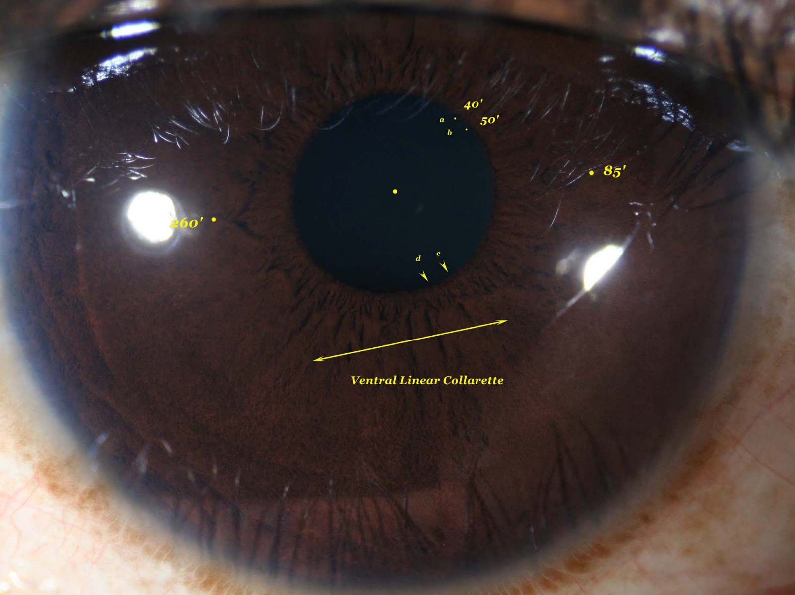 modern-multidimensional-iridology-ipb-morphologies-space-risk