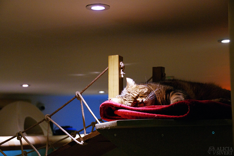Lady Dinah's Cat Emporium, cat café in London. Photo by Alicia Sivertsson. semester resa london england att göra utflykt utflyktsmål cat café kattcafé katt kaffe café katter cats fika see and do