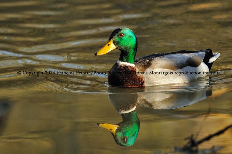 Canard colvert ♂